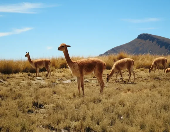 Pampa Galeras y el Tesoro Dorado de los Andes: La Vicuña y su Chaccu